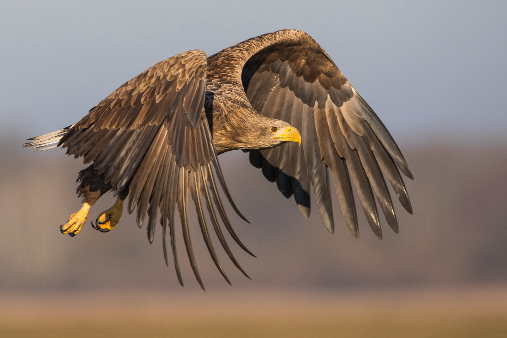 Seeadler