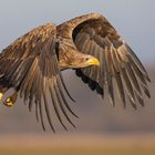 Seeadler