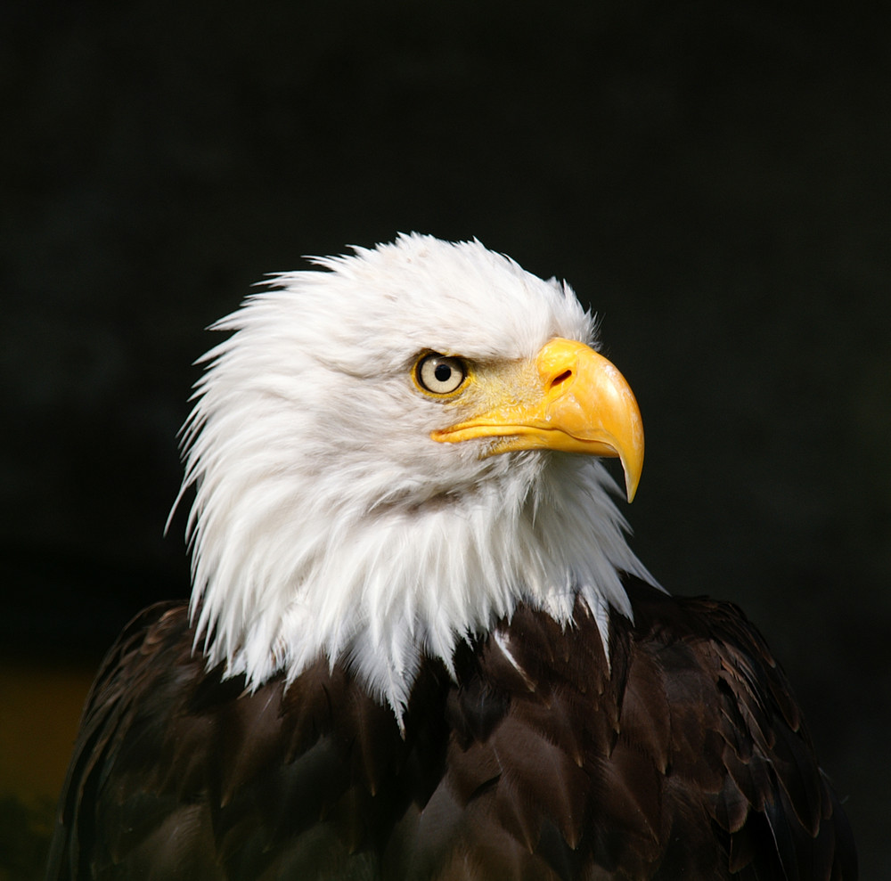 Seeadler