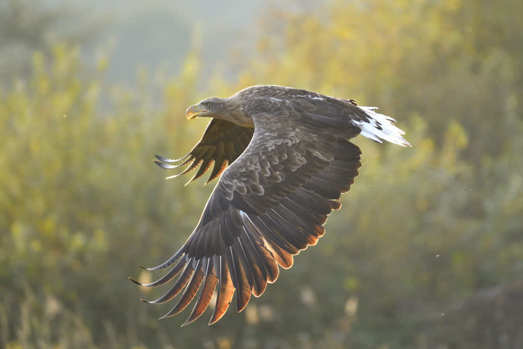 Seeadler