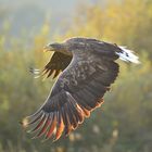 Seeadler