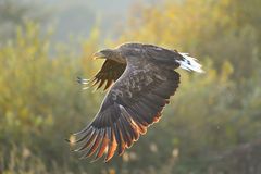 Seeadler