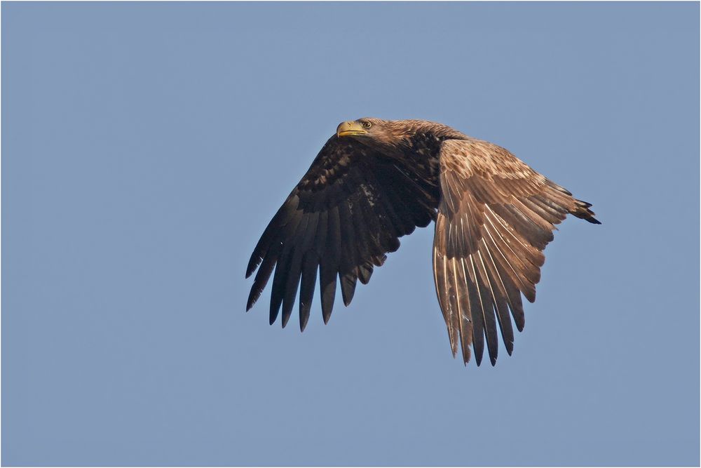 Seeadler