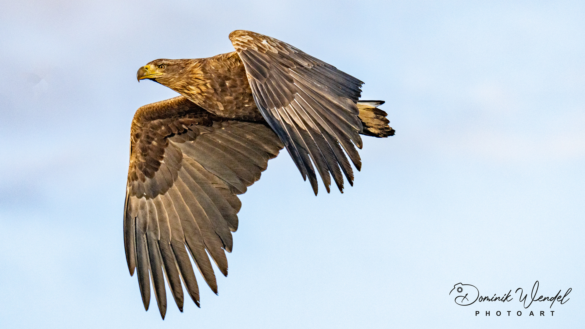 Seeadler 