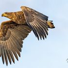 Seeadler 