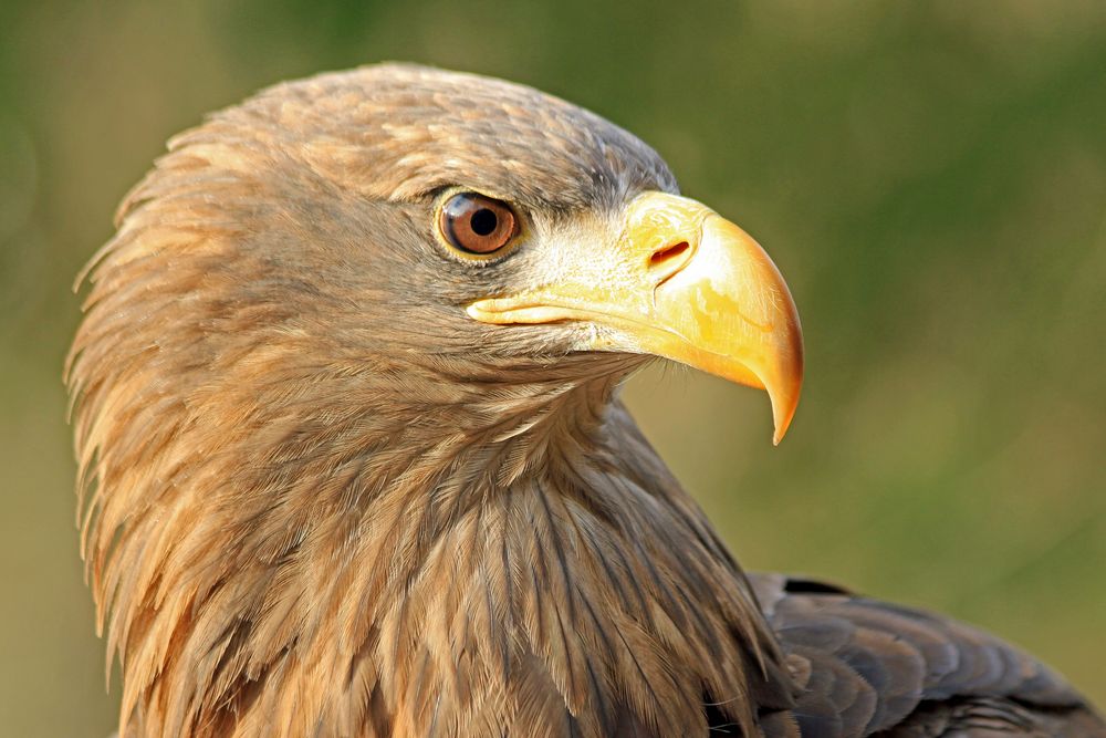 Seeadler Barbossa