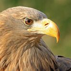 Seeadler Barbossa