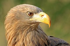 Seeadler Barbossa