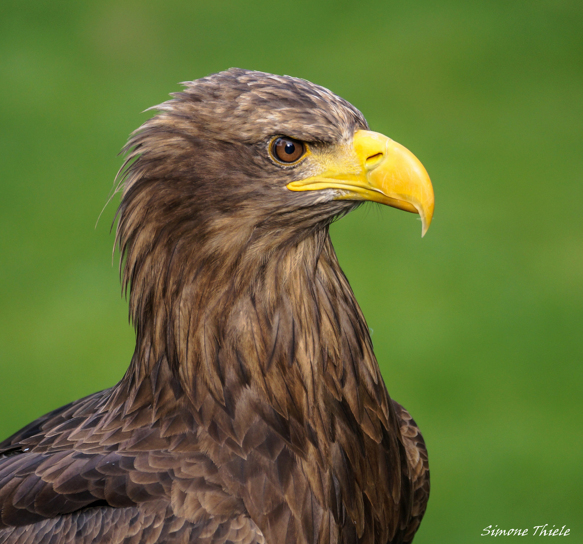 Seeadler Barbossa