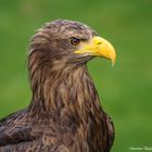 Seeadler Barbossa