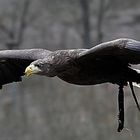 Seeadler BARBOSSA