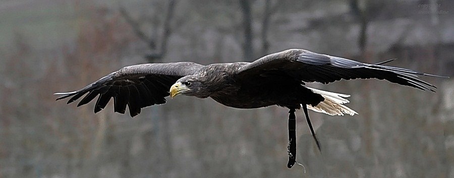 Seeadler BARBOSSA