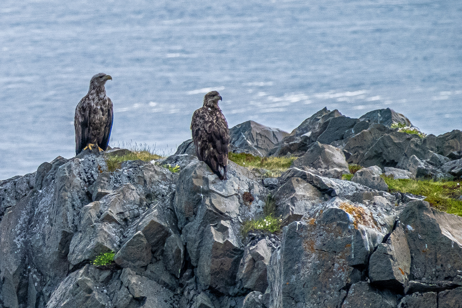 Seeadler Barentssee Norwegen