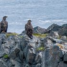 Seeadler Barentssee Norwegen