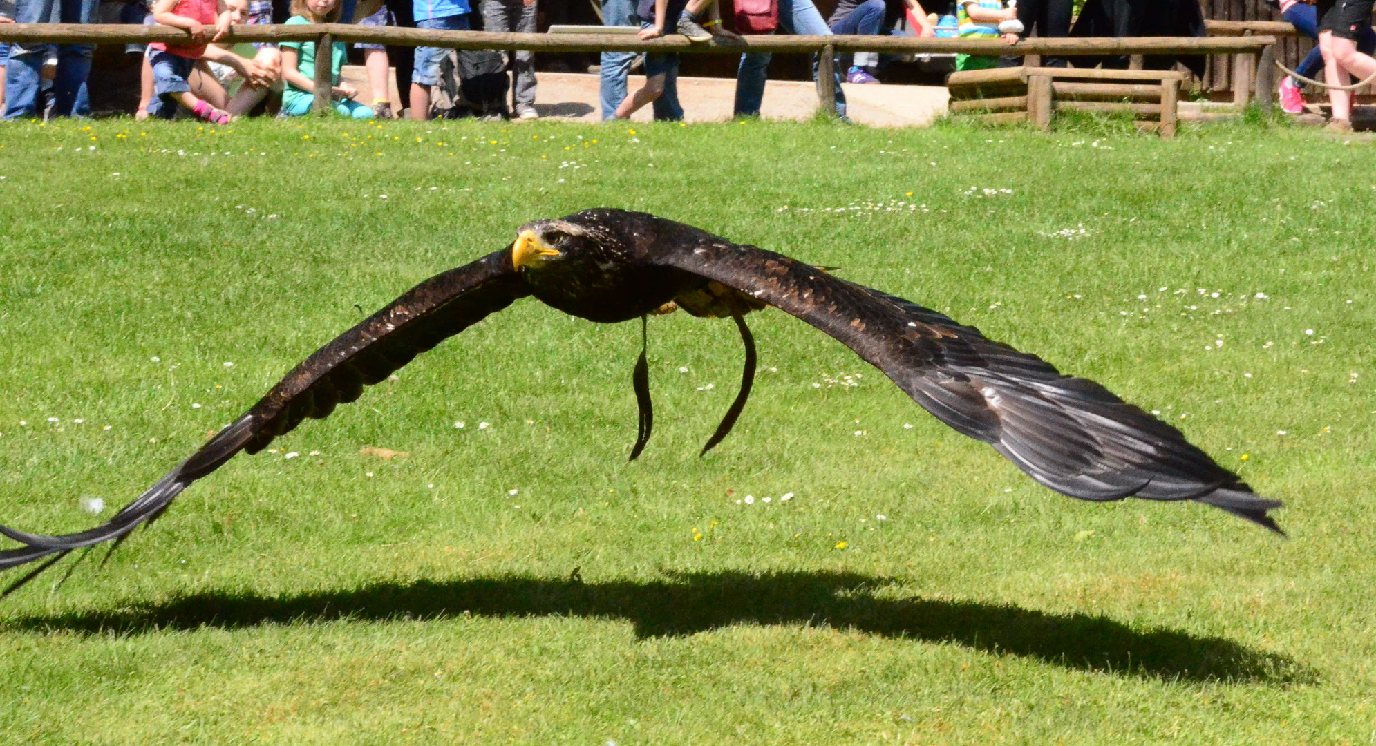 Seeadler