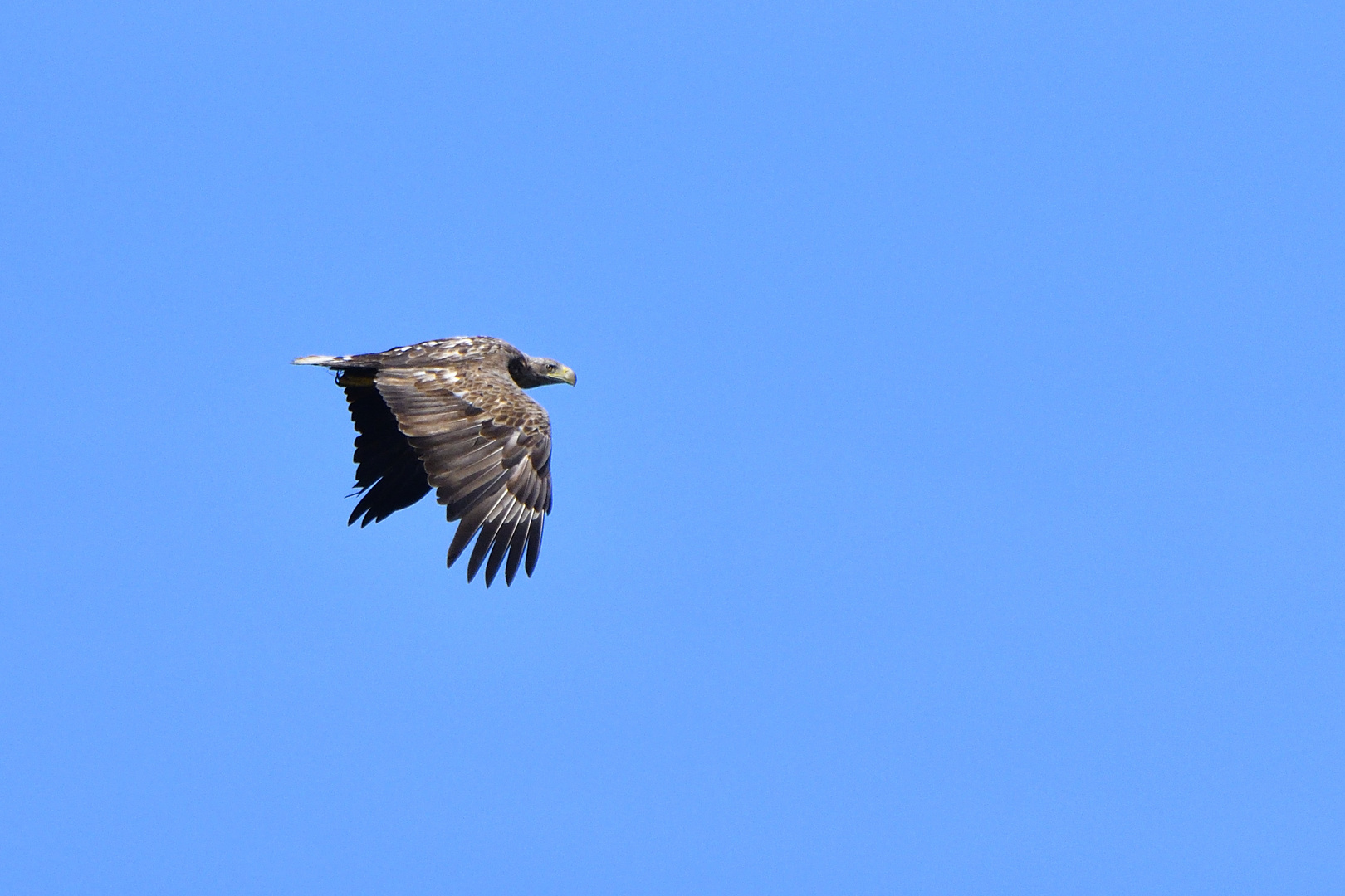 Seeadler