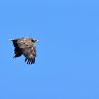 Seeadler