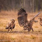 Seeadler