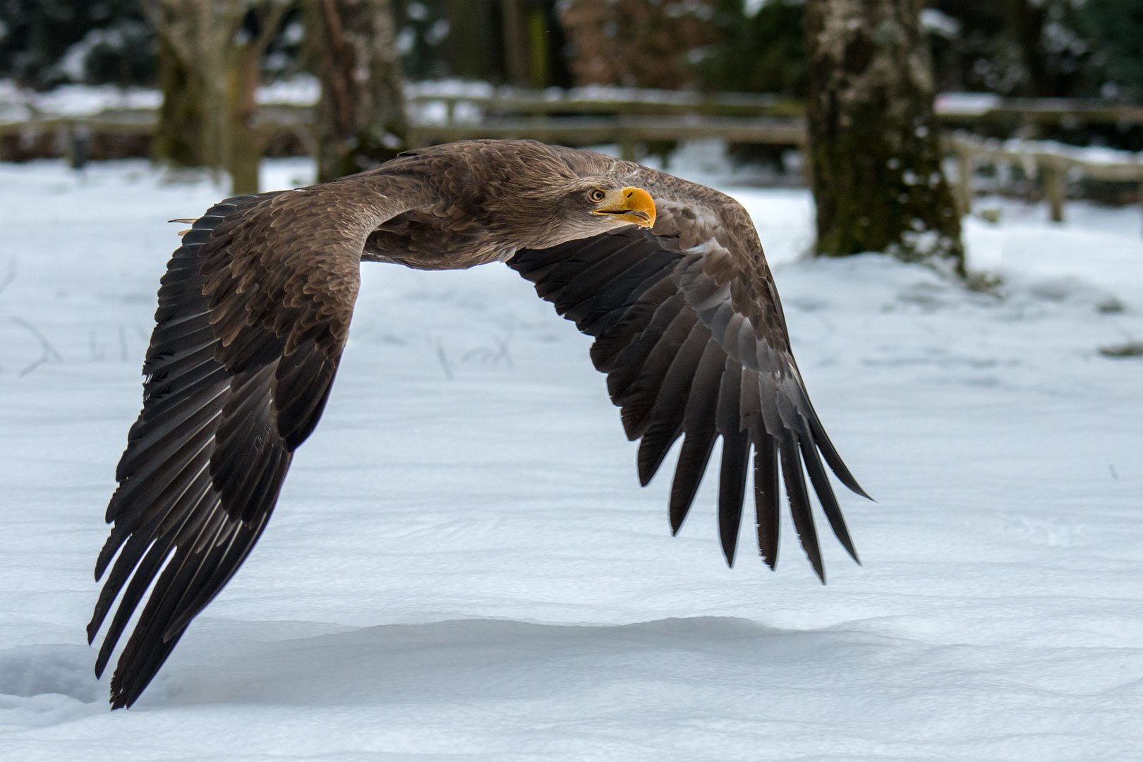 Seeadler