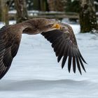 Seeadler