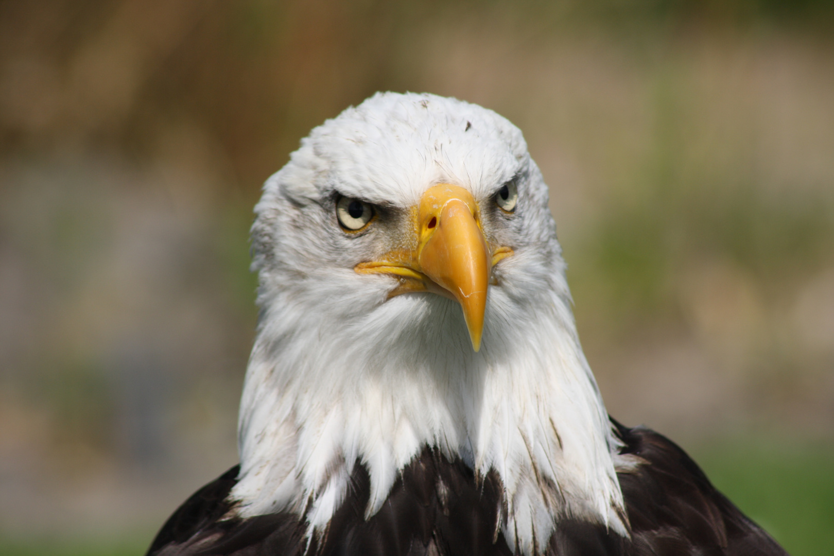 Seeadler