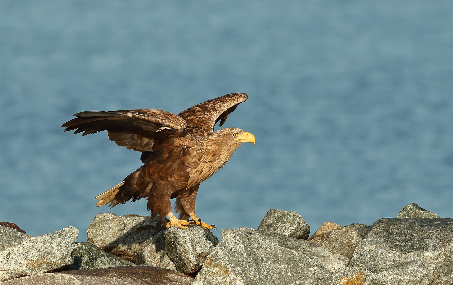 Seeadler 