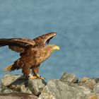 Seeadler 