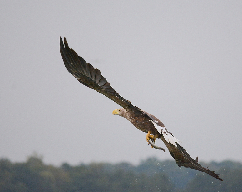 Seeadler