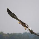 Seeadler