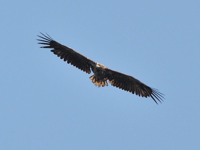 Seeadler