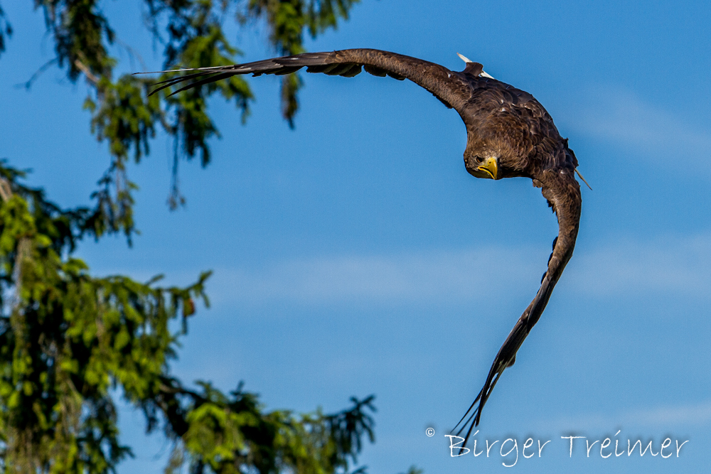 Seeadler