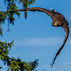 Seeadler