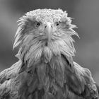 Seeadler