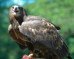 Seeadler