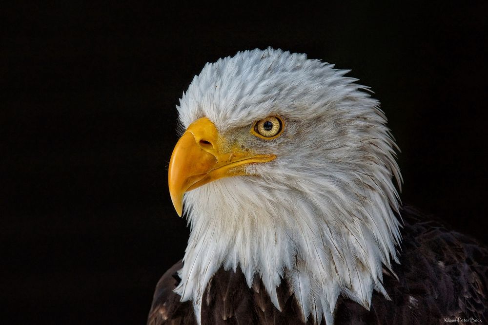 Seeadler