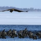 Seeadler bei der Auslese