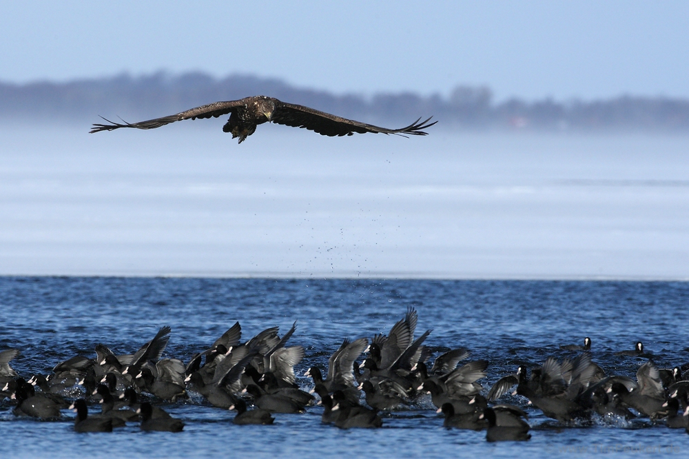 Seeadler bei der Auslese