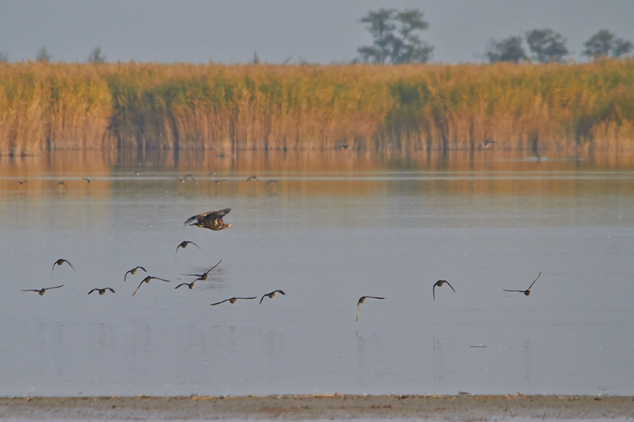 Seeadler bei der Entenjagd