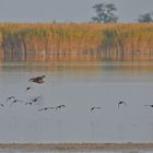 Seeadler bei der Entenjagd