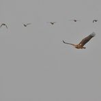 Seeadler bei der Entenjagd