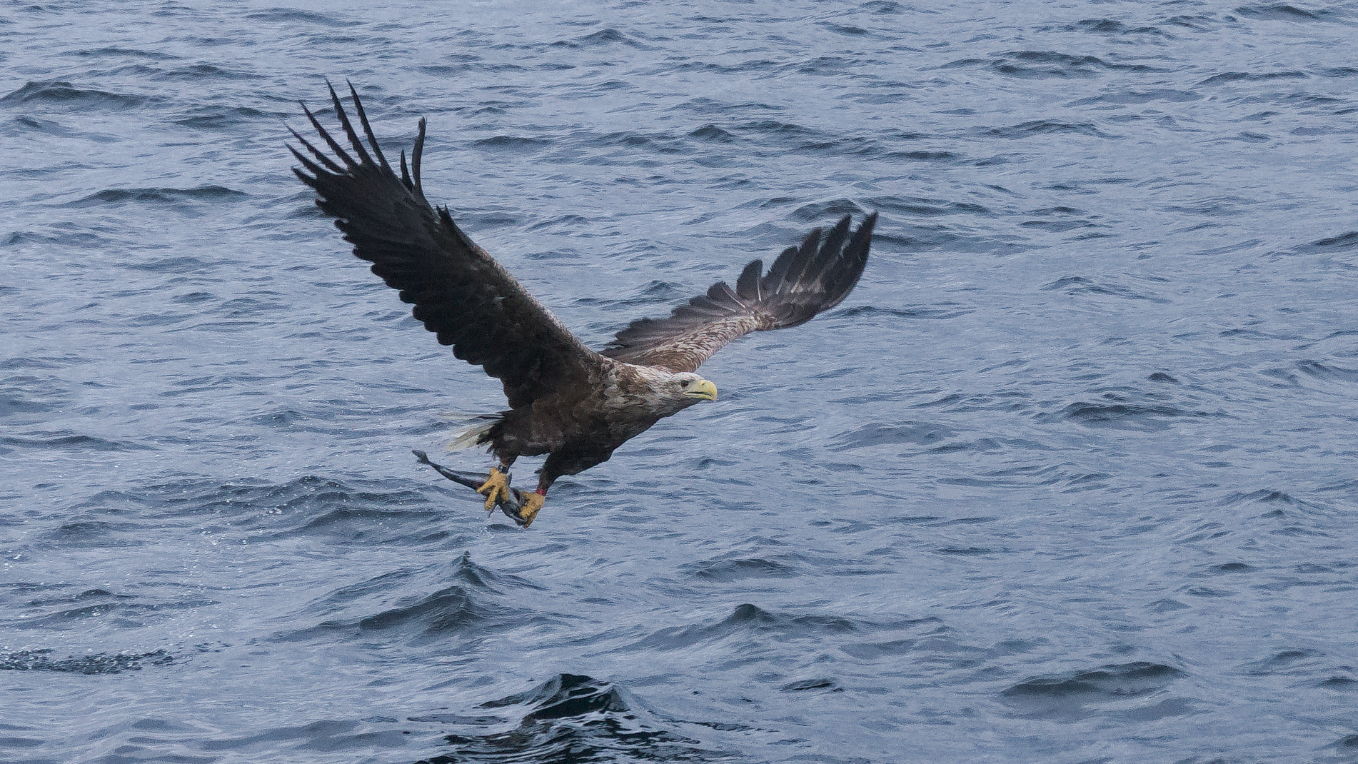 Seeadler bei der Jagd