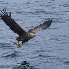 Seeadler bei der Jagd