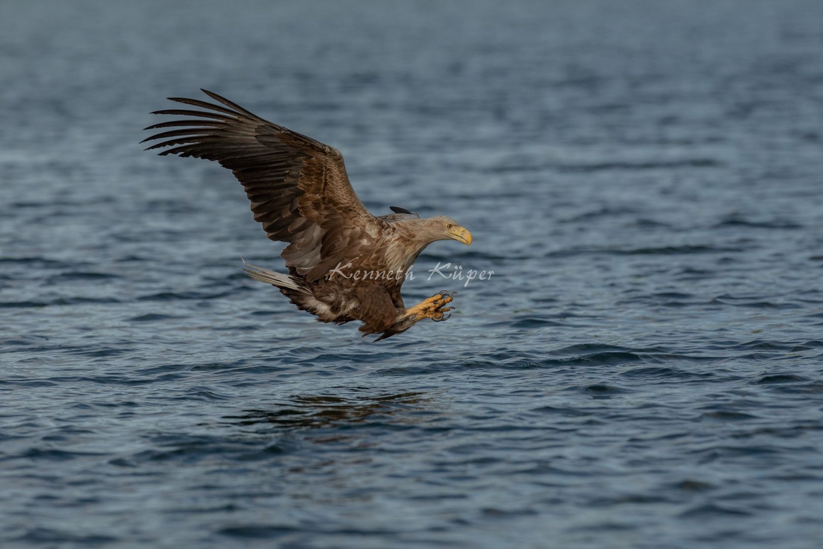 Seeadler bei der Jagd !