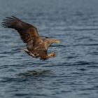 Seeadler bei der Jagd !