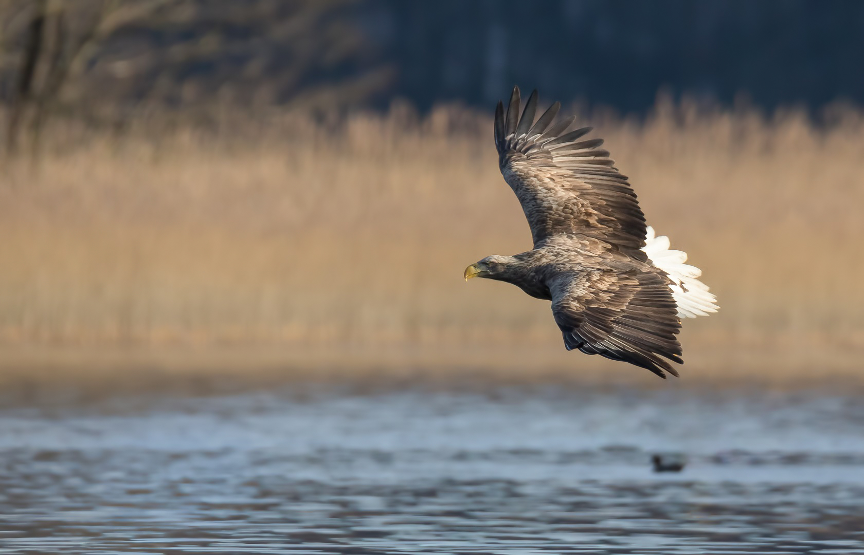 Seeadler bei der Jagd