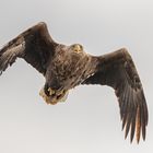 Seeadler bei der Jagd