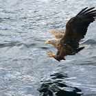 Seeadler bei der Jagd