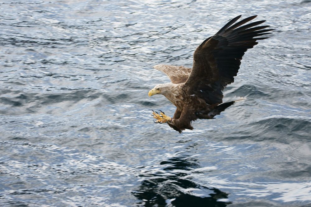 Seeadler bei der Jagd