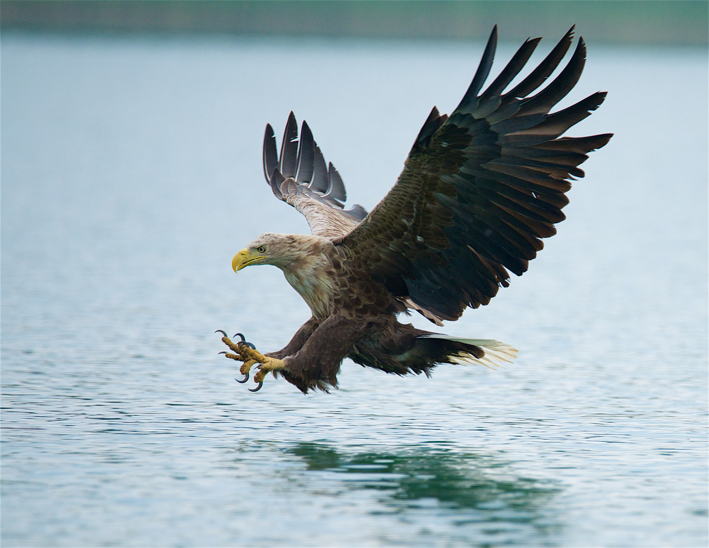 Seeadler bei der Jagd