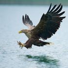 Seeadler bei der Jagd